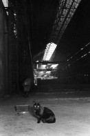 Image of sheet 19960400 photo 17: Schweiz Canton of Ticino Switzerland Svizzera italiana Tessin 05. 1996 √ black cat in factory
In the disused steelworks Monteforno lives a cat.

Out of:
Per chi suona la sirena;  una giornata di lavoro in Svizzera EDIZIONI CASAGRANDE

Jour ouvrable: Une journée dans le monde du travail en Suisse EDITIONS D’EN BAS

Schichtwechsel: Ein Tag in der Arbeitswelt der Schweiz
ROTPUNKTVERLAG S.166
