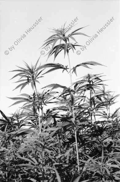 Image of sheet 19960700 photo 12: Cannabis Marihuana Feld Anbau Esel im Kanton Zürich
 Marihuana ohne tdc Hanf hemp schweiz Switzerland