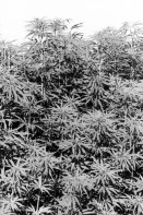 Image of sheet 19960700 photo 13: Ein Cannabis feld. Kanton Zürich 1996 √ Marihuana ohne tdc Hanf hemp schweiz Switzerland