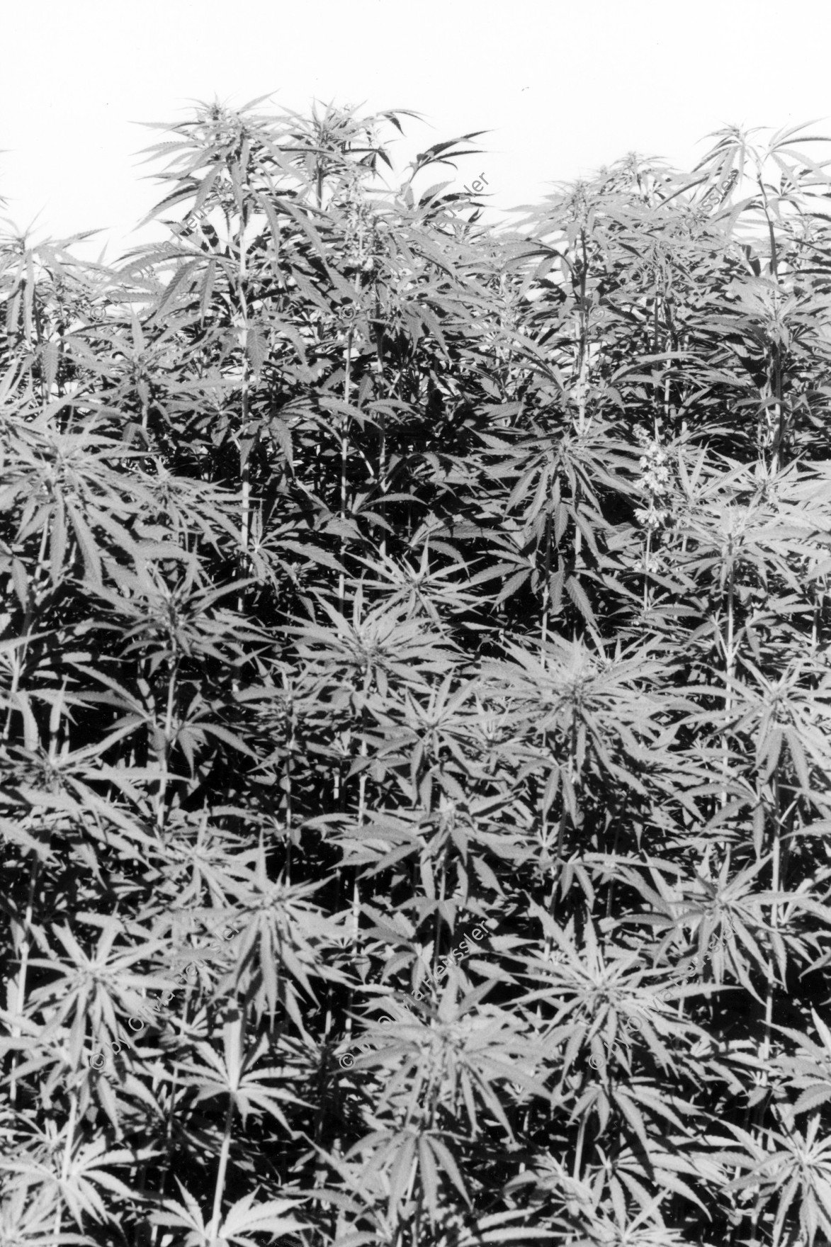 Image of sheet 19960700 photo 13: Ein Cannabis feld. Kanton Zürich 1996 √ Marihuana ohne tdc Hanf hemp schweiz Switzerland