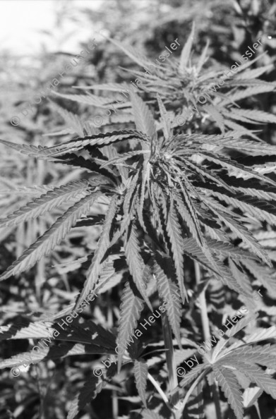 Image of sheet 19960700 photo 23: Cannabis Marihuana Feld Anbau Esel im Kanton Zürich
 Marihuana ohne tdc Hanf hemp schweiz Switzerland