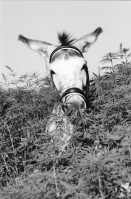 Image of sheet 19960700 photo 28: Marihuana ohne tdc Hanf hemp schweiz Switzerland
