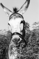 Image of sheet 19960700 photo 31: Anbau Esel im Kanton Zürich
 Marihuana ohne tdc Hanf hemp schweiz Switzerland