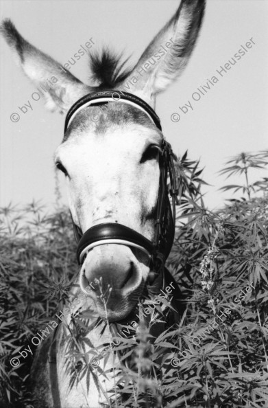 Image of sheet 19960700 photo 31: Anbau Esel im Kanton Zürich
 Marihuana ohne tdc Hanf hemp schweiz Switzerland