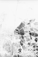 Image of sheet 19960710 photo 30: 1-28Bilder von  Christine Munz Modell Olivia. Im Cannabisfeldnackt. 29-36 Kuh im Feld. von O.H.
