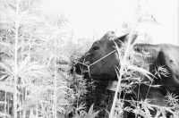 Image of sheet 19960710 photo 34: 1-