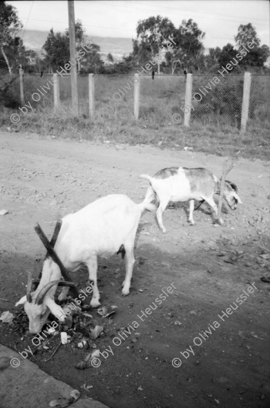 Image of sheet 19960860 photo 8: Las Pintadas auf dem Weg zum 'el asiento del cacique (gobernante indigena) Ziegen Kinder beim Früchte Holz sammeln Abfallberg Ameisen wege Mädchen mit Kartonschachtel auf dem Kopf. IFA Bus von El Sauce Männer sitzen auf Dach Bayardo Gamez zeichnet die Indianischen Inschriften nach. Esteli segovias Nueva Segovia Nicaragua 1996