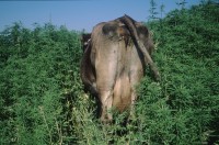 Image of sheet 19963007 photo 11: s