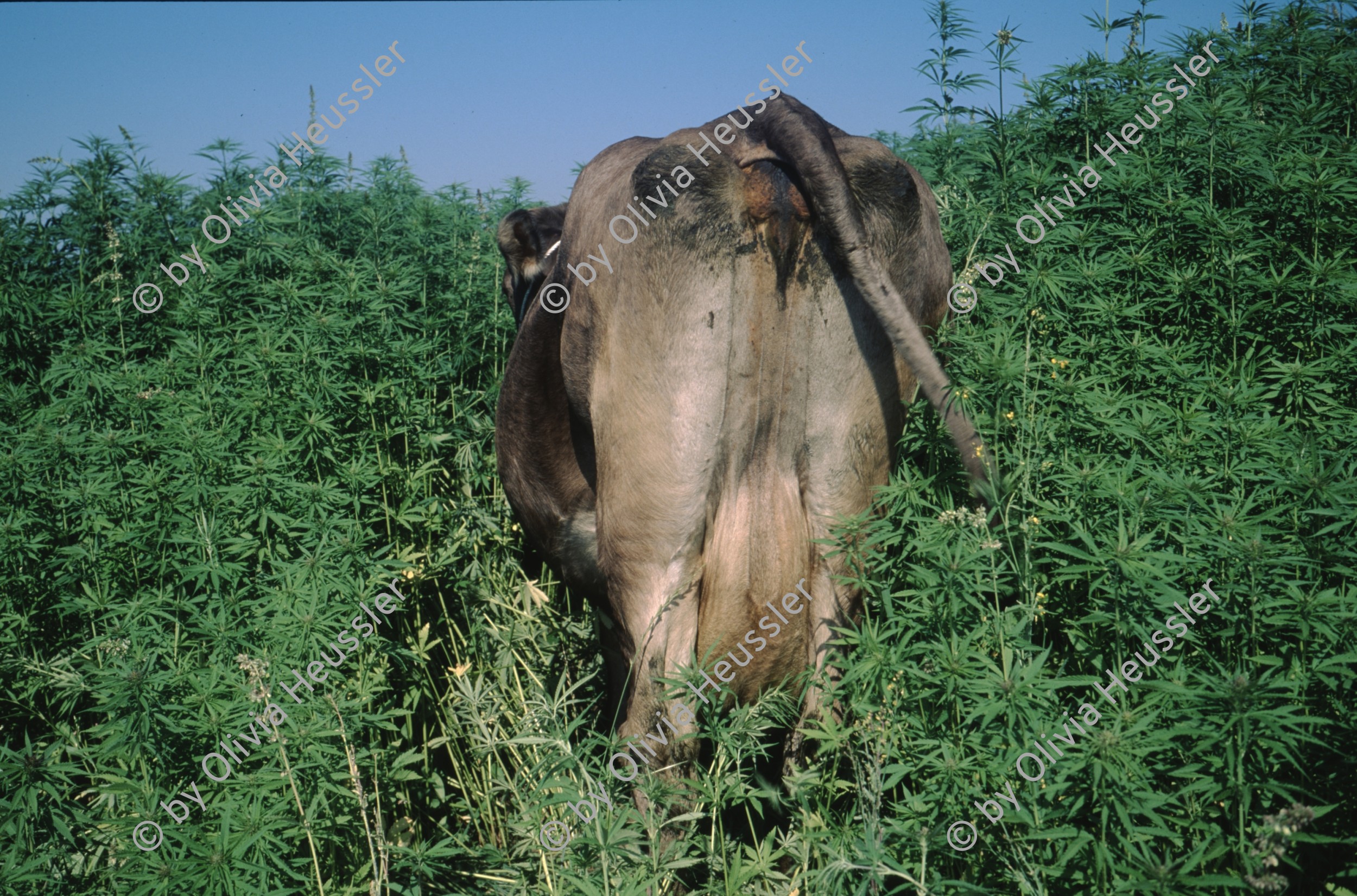 Image of sheet 19963007 photo 11: s