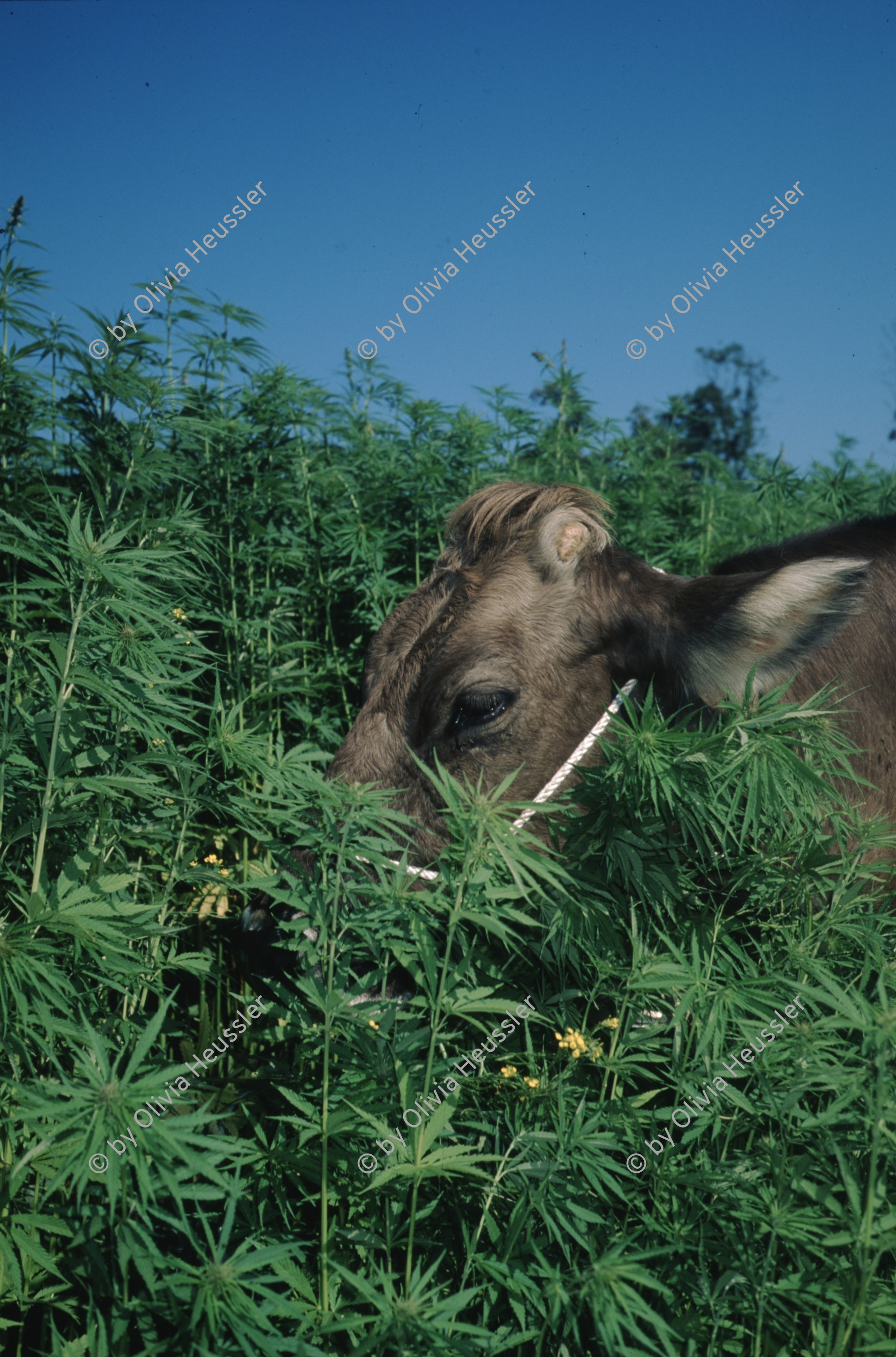 Image of sheet 19963007 photo 12: s