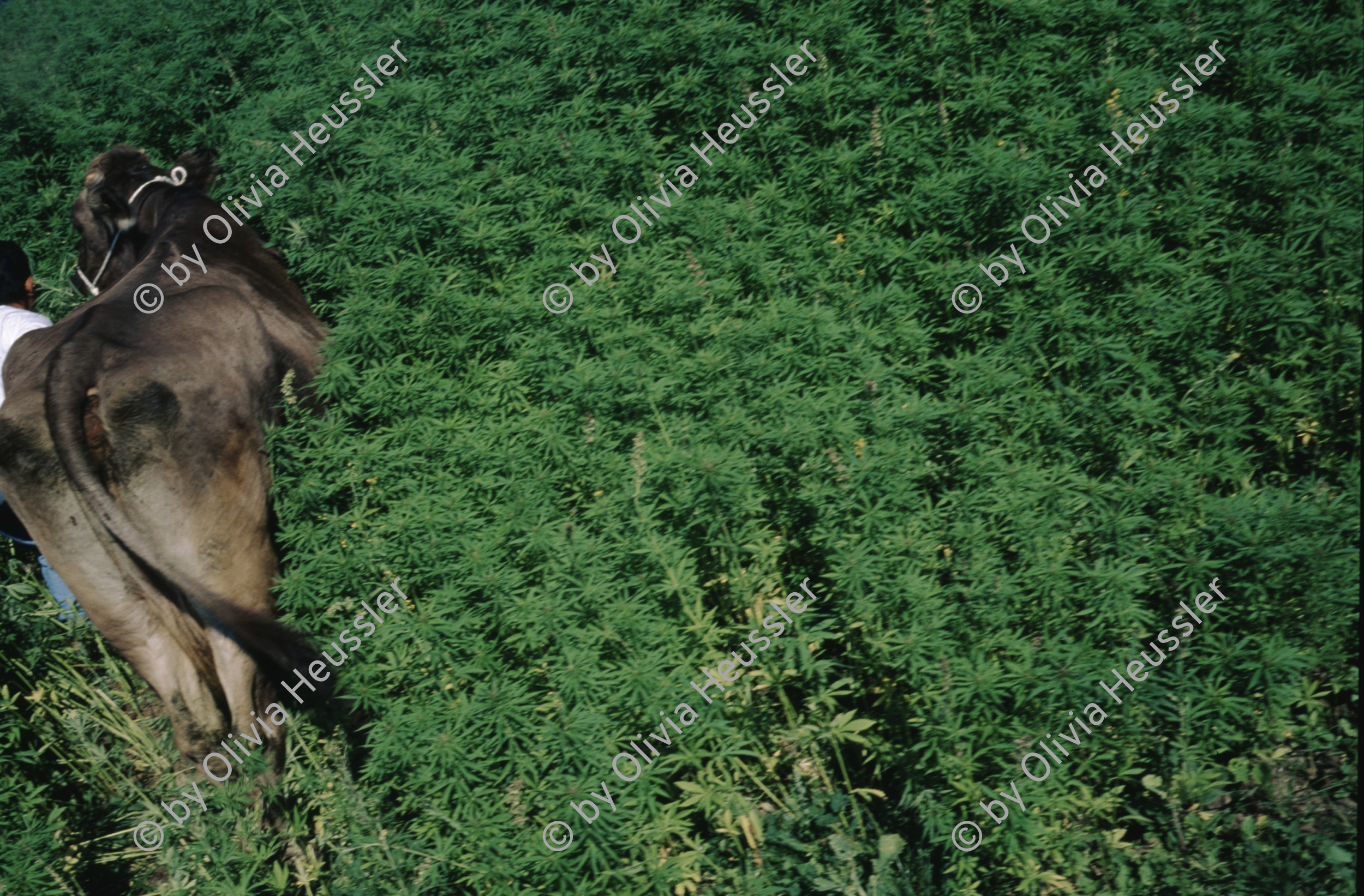 Image of sheet 19963007 photo 14: s