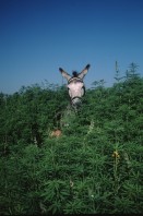 Image of sheet 19963007 photo 16: s