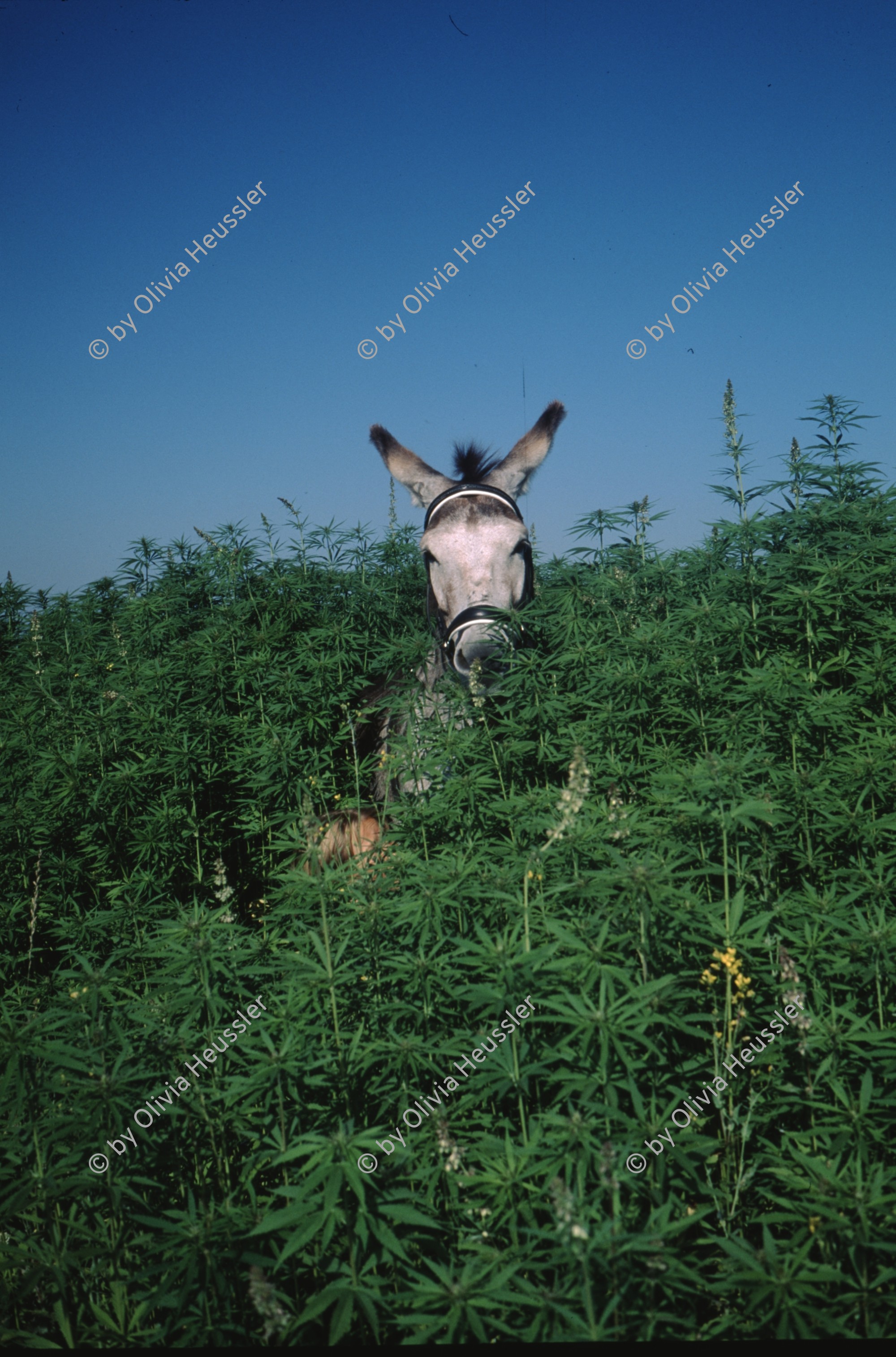 Image of sheet 19963007 photo 16: s