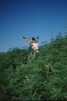Image of sheet 19963007 photo 17: Pony im Hanffeld, Hausen a. Albis, Zürich 1996.