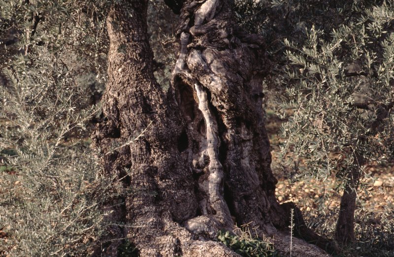 Image of sheet 19963010 photo 16: Olivenbaum, Israel Palästina 1996.
Its fruit, also called the olive, is of major agricultural importance in the Mediterranean region as the source of olive oil. The tree and its fruit give its name to the plant family, which also includes species such as lilacs, jasmine, Forsythia and the true ash trees (Fraxinus). The word derives from Latin olīva which is cognate with the Greek ἐλαία (elaía) ultimately from Mycenaean Greek e-ra-wa ("elaiva"), attested in Linear B syllabic script. The word "oil" in multiple languages ultimately derives from the name of this tree and its fruit.