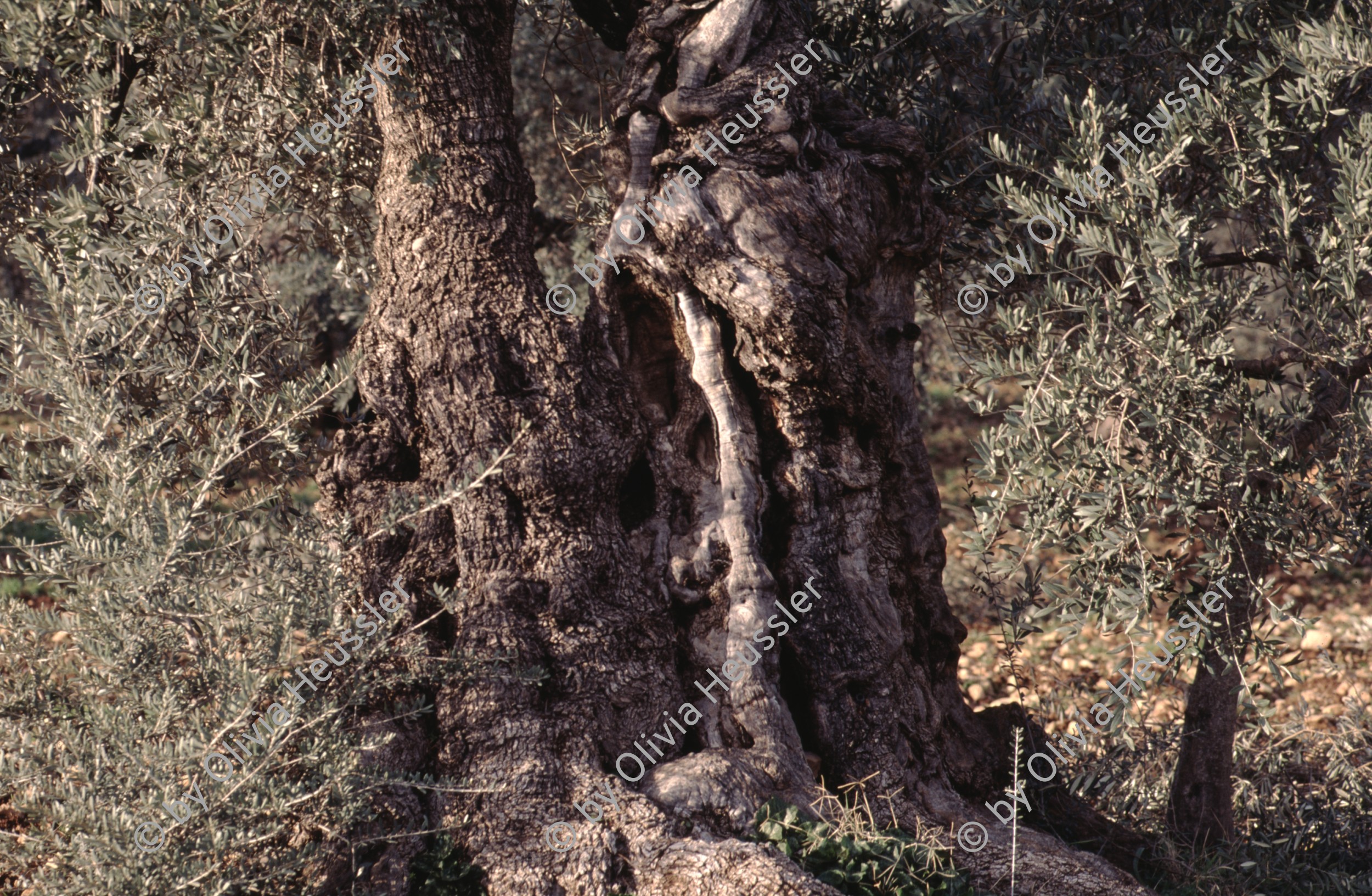 Image of sheet 19963010 photo 16: Olivenbaum, Israel Palästina 1996.
Its fruit, also called the olive, is of major agricultural importance in the Mediterranean region as the source of olive oil. The tree and its fruit give its name to the plant family, which also includes species such as lilacs, jasmine, Forsythia and the true ash trees (Fraxinus). The word derives from Latin olīva which is cognate with the Greek ἐλαία (elaía) ultimately from Mycenaean Greek e-ra-wa ("elaiva"), attested in Linear B syllabic script. The word "oil" in multiple languages ultimately derives from the name of this tree and its fruit.