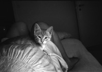 Image of sheet 19970080 photo 30: Olivias Bauch im 9.Monat mit Katze Minouche auf Bett Hegibachstr.