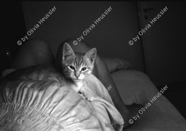 Image of sheet 19970080 photo 30: Olivias Bauch im 9.Monat mit Katze Minouche auf Bett Hegibachstr.