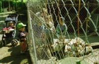 Image of sheet 19980150 photo 6: frtsg. Zentrum Klus Kinder spielen mit Kaninchen Alis Heussler Cafeteria Zwillinge im Kinderwagen Karli Karl der Grosse Zentrum Altstadt Grossmünster von Hinten Zürich 1998