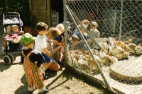 Image of sheet 19980150 photo 8: frtsg. Zentrum Klus Kinder spielen mit Kaninchen 
Alterszentrum Zentrum Klus Kinder Hütedienst nursery Zürich, Schweiz Switzerland Europe children
Alis
© 1998, Olivia Heussler √
