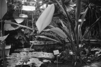 Image of sheet 19990010 photo 4: Nelson Jago Stevens Dreiding mit Alis im Botanischen Garten Zürich Bei Ulrike Meyer Stump Alis und Jason in Kilchberg Alis im Schnee auf Schlitten Saadet Türköz singt am Taktlos in der Roten Fabrik Zürich 1999
Saadet Türköz (* 1961, Istanbul), ist eine kasachisch-türkische Sängerin und Komponistin.