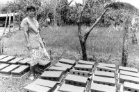Image of sheet 19990050 photo 16: Erstellung von Zementbloecken für den Wiederaufbau der vom Mitch zerstoerten Haeuser, Miraflor, Nicaragua 1999.
Women from Waslala help the farmers of the UCA Miraflor in creating the Bloques for the reconstruction of houses destroyed by hurricane Mitch.
Nicaragua America central 1999