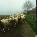 Image of sheet 20000190 photo 11: Schafzucht mit Lama Herde Biofleisch Bauernhof Landwirtschaft Schafe