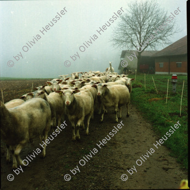 Image of sheet 20000190 photo 11: Schafzucht mit Lama Herde Biofleisch Bauernhof Landwirtschaft Schafe