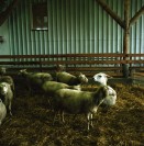 Image of sheet 20000190 photo 4: Schafzucht mit Lama Herde Biofleisch Bauernhof Landwirtschaft Schafe