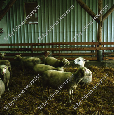 Image of sheet 20000190 photo 4: Schafzucht mit Lama Herde Biofleisch Bauernhof Landwirtschaft Schafe