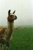 Image of sheet 20000200 photo 15: Schafzucht mit Lama Herde Biofleisch Bauernhof Landwirtschaft Schafe