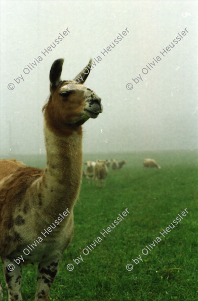 Image of sheet 20000200 photo 15: Schafzucht mit Lama Herde Biofleisch Bauernhof Landwirtschaft Schafe