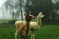 Image of sheet 20000200 photo 32: Schafzucht mit Lama Herde Biofleisch Bauernhof Landwirtschaft Schafe