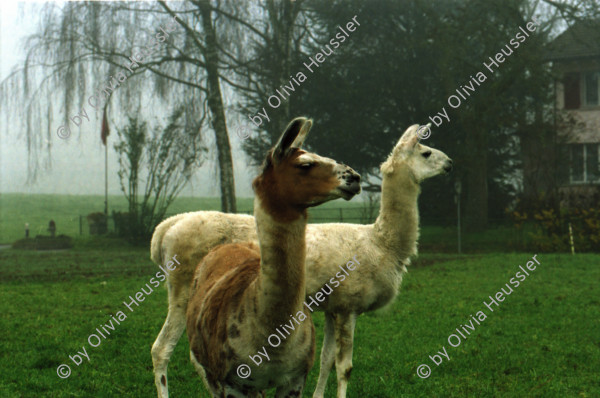 Image of sheet 20000200 photo 32: Schafzucht mit Lama Herde Biofleisch Bauernhof Landwirtschaft Schafe