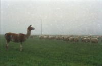 Image of sheet 20000200 photo 4: Schafzucht mit Lama Herde Biofleisch Bauernhof Landwirtschaft Schafe