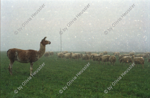 Image of sheet 20000200 photo 4: Schafzucht mit Lama Herde Biofleisch Bauernhof Landwirtschaft Schafe