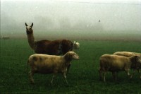 Image of sheet 20000200 photo 8: Schafzucht mit Lama Herde Biofleisch Bauernhof Landwirtschaft Schafe