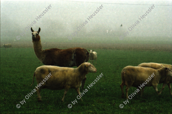 Image of sheet 20000200 photo 8: Schafzucht mit Lama Herde Biofleisch Bauernhof Landwirtschaft Schafe