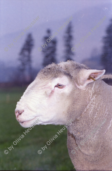 Image of sheet 20000230 photo 14: Schafzucht mit Biofleisch Bauernhof Landwirtschaft Schafe und Mädchen Kind