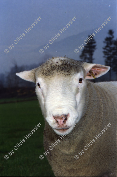 Image of sheet 20000230 photo 18: Schafzucht mit Biofleisch Bauernhof Landwirtschaft Schafe und Mädchen Kind