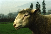 Image of sheet 20000230 photo 30: Schafzucht mit Biofleisch Bauernhof Landwirtschaft Schafe und Mädchen Kind