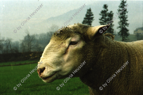 Image of sheet 20000230 photo 30: Schafzucht mit Biofleisch Bauernhof Landwirtschaft Schafe und Mädchen Kind