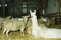 Image of sheet 20000240 photo 16: Schafzucht mit Biofleisch Bauernhof Landwirtschaft Schafe und Mädchen Kind Alis Heussler mit Schafen Lama in der Herde