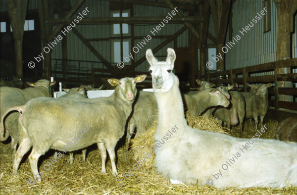 Image of sheet 20000240 photo 16: Schafzucht mit Biofleisch Bauernhof Landwirtschaft Schafe und Mädchen Kind Alis Heussler mit Schafen Lama in der Herde