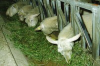 Image of sheet 20000240 photo 3: Schafzucht mit Biofleisch Bauernhof Landwirtschaft Schafe und Mädchen Kind Alis Heussler mit Schafen Lama in der Herde