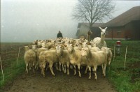 Image of sheet 20000240 photo 31: Schafzucht mit Biofleisch Bauernhof Landwirtschaft Schafe und Mädchen Kind Alis Heussler mit Schafen Lama in der Herde