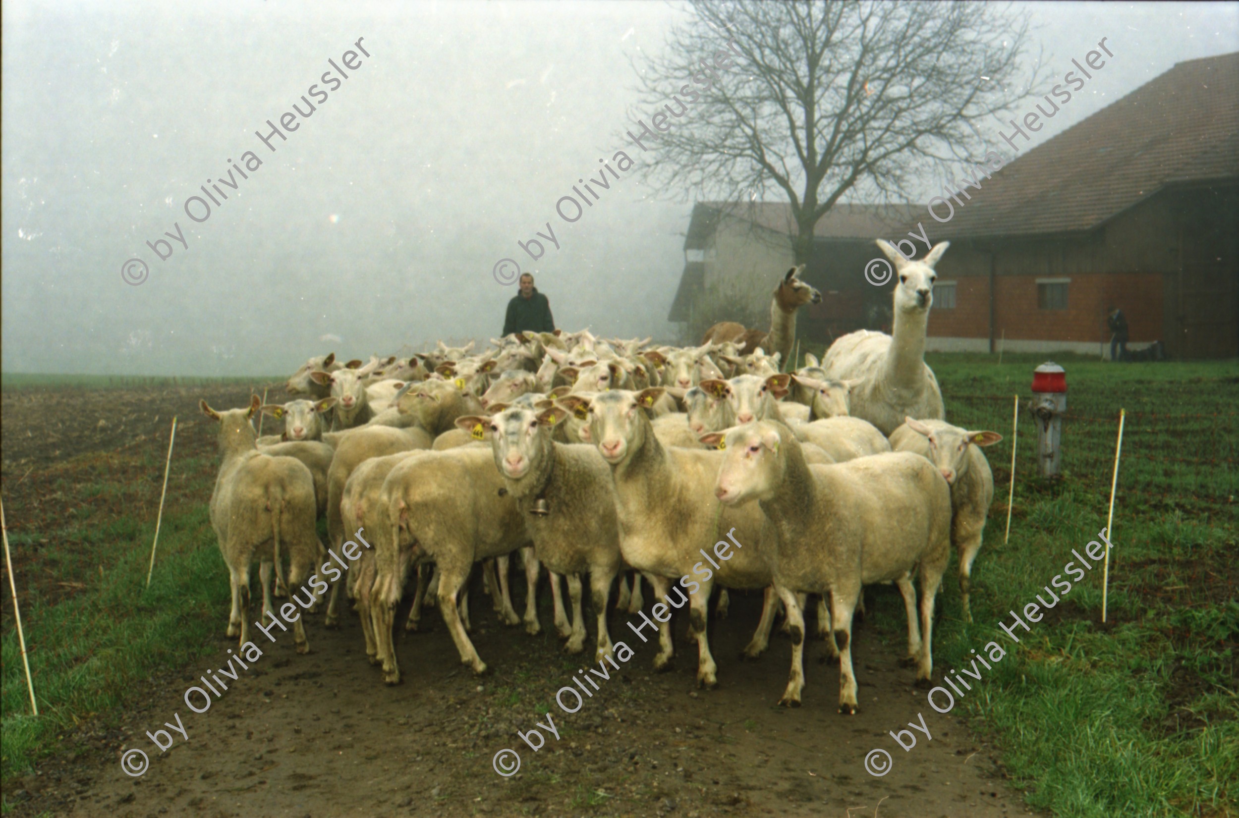 Image of sheet 20000240 photo 31: Schafzucht mit Biofleisch Bauernhof Landwirtschaft Schafe und Mädchen Kind Alis Heussler mit Schafen Lama in der Herde