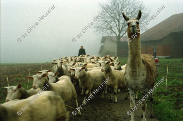 Image of sheet 20000240 photo 34: Schafzucht mit Biofleisch Bauernhof Landwirtschaft Schafe und Mädchen Kind Alis Heussler mit Schafen Lama in der Herde