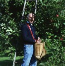 Image of sheet 20010120 photo 8: Apfel pflücken Bauer Obst Baum