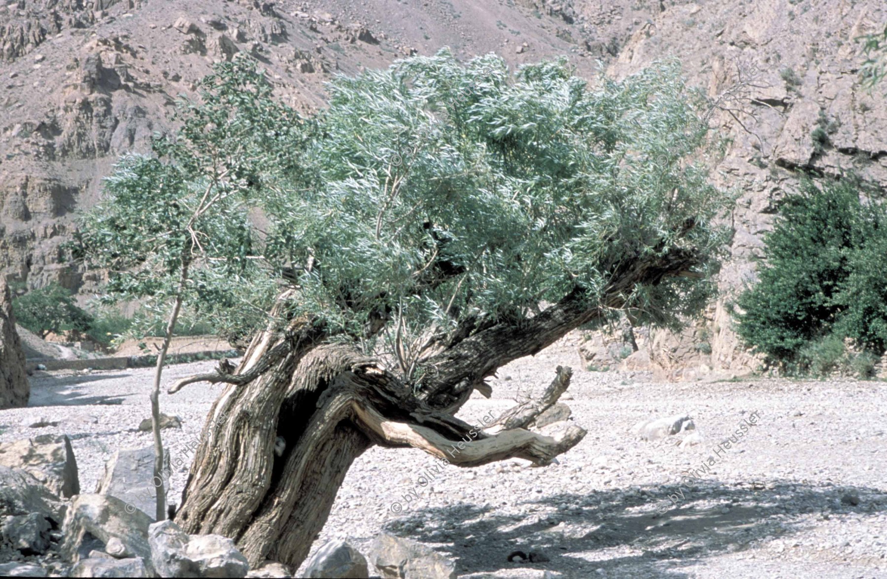 Image of sheet 20013001 photo 42: Pakistan Ziarat Beluchistan Baluchistan 2001 Wachholder Baum Natur Pflanzen plant tree   (Juniperus)